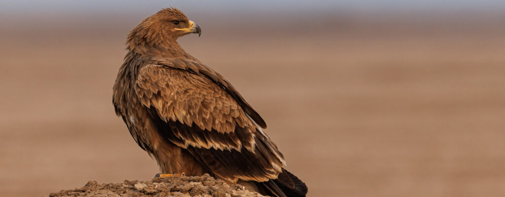 Wildlife and Natural Environments
