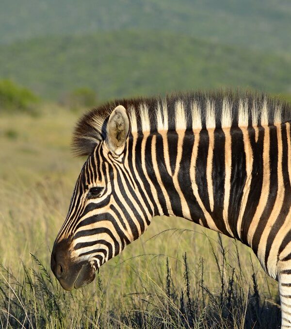 ZEBRA22222 600x678