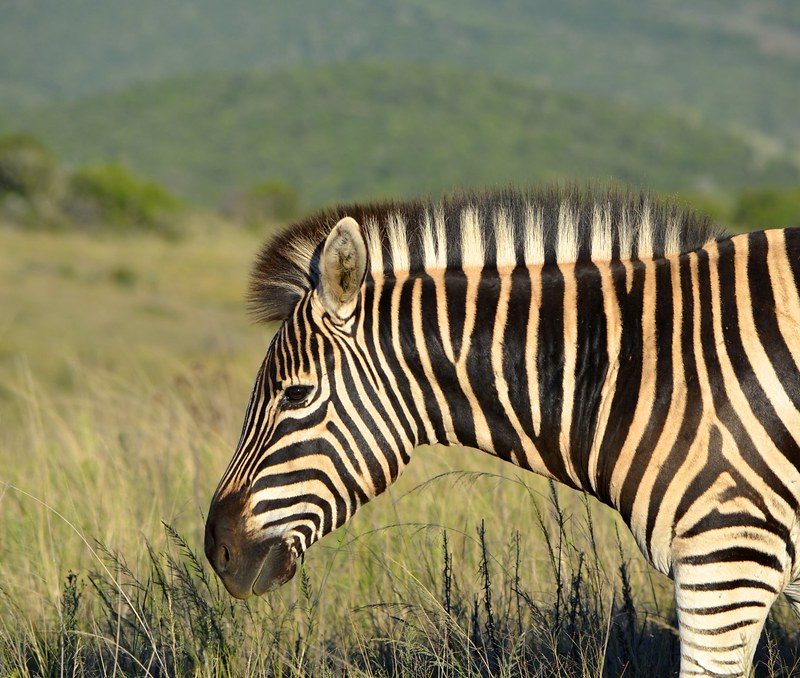 ZEBRA22222