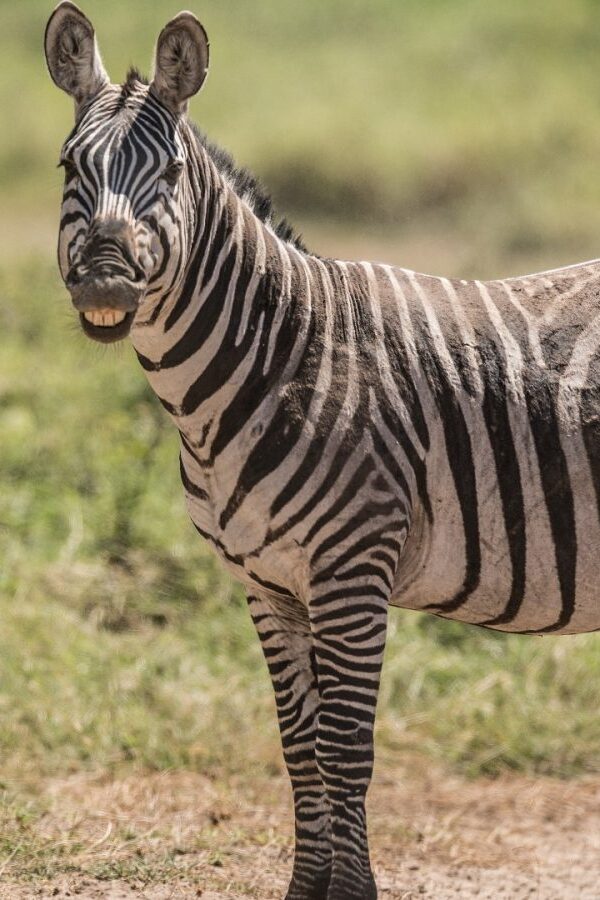Zebra Behavior 600x900