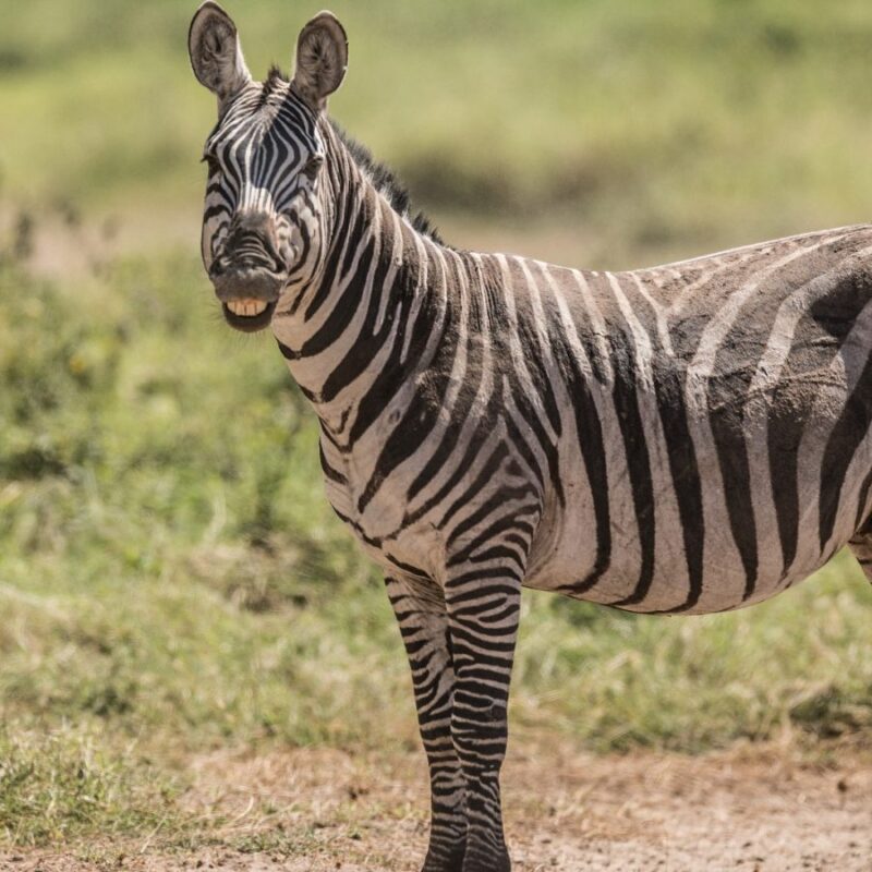 Zebra Behavior Zebra Behavior