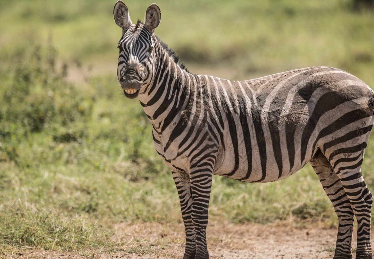 Zebra Behavior