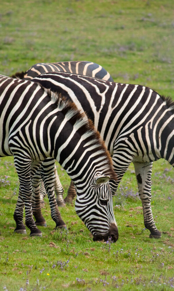 Zebra Herds 600x1000
