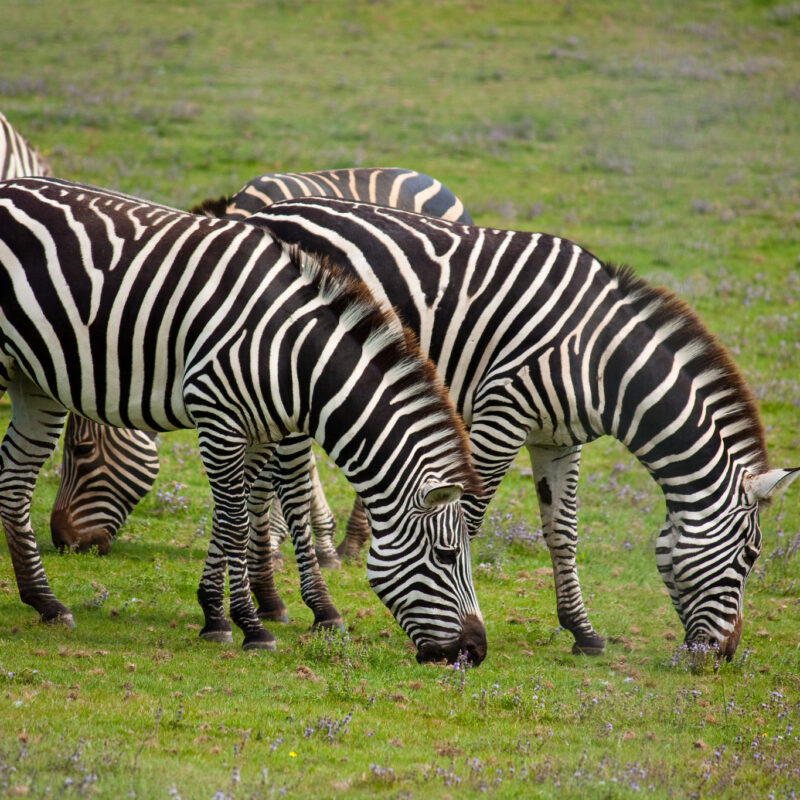 Zebra Herds Kenya's Grevy's Zebra: The Rarest Zebra and Where to Find It