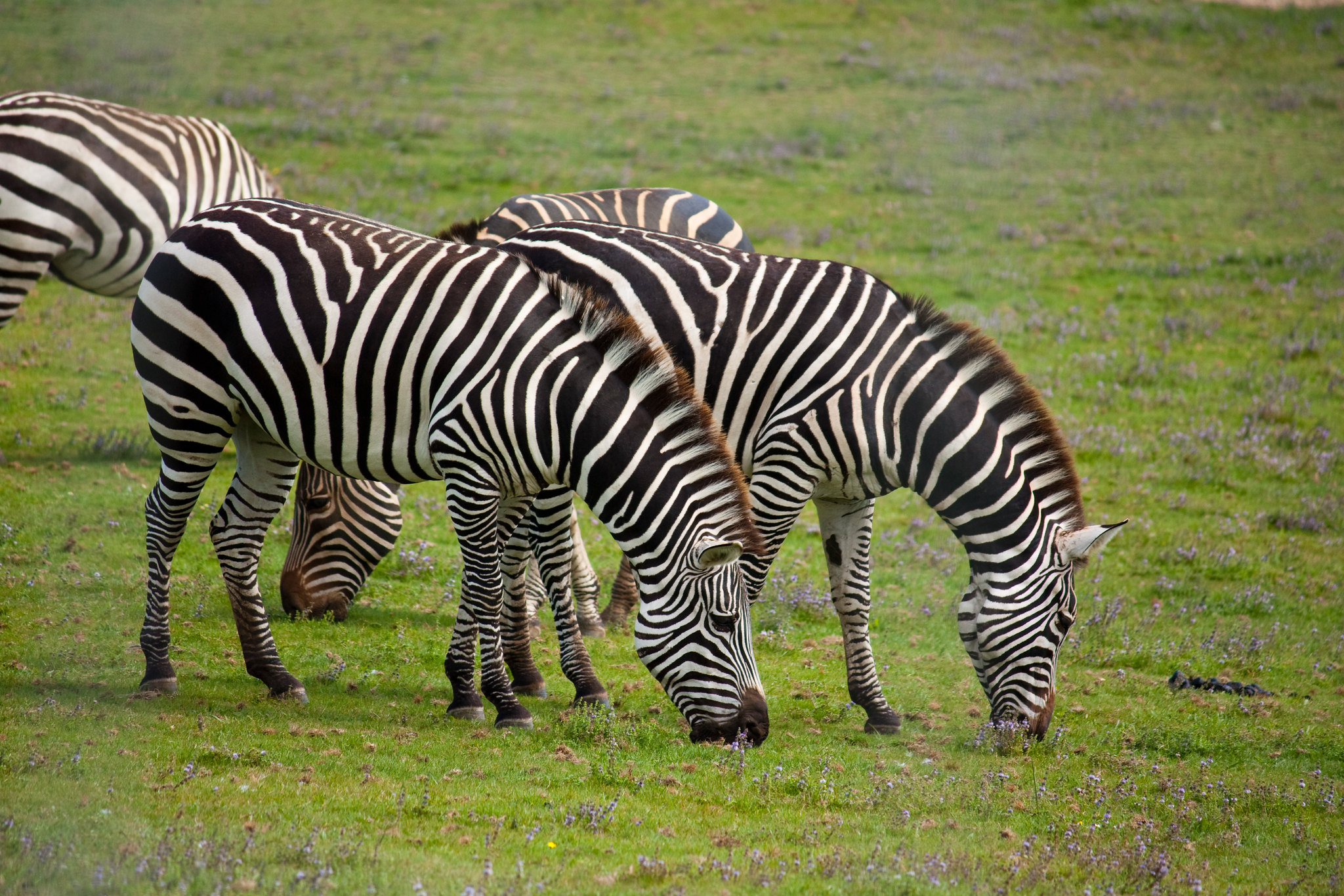 Zebra Herds