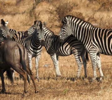 Zebra Migration vs Wildebeest2 1 360x320