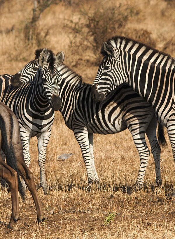 Zebra Migration vs Wildebeest2 1 600x816