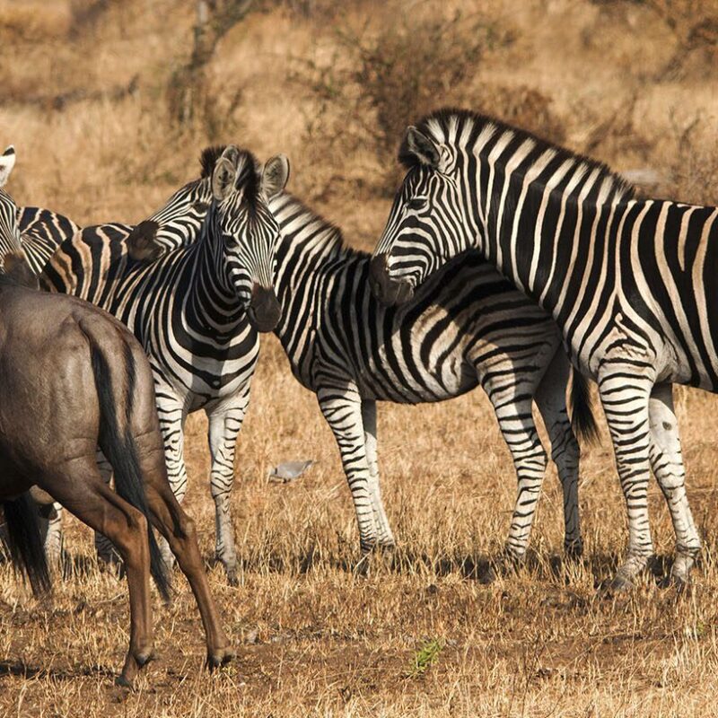 Zebra Migration vs Wildebeest2