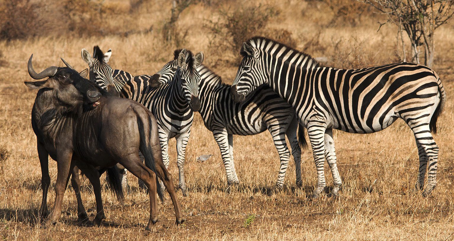 Zebra Migration vs Wildebeest2 1
