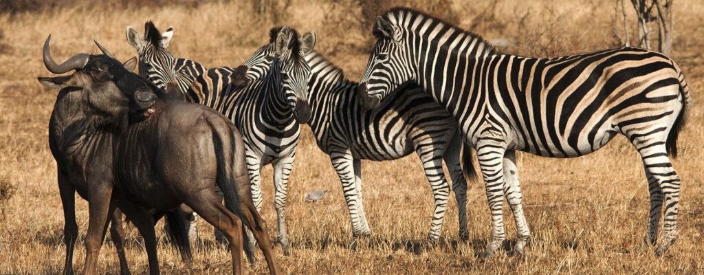 Zebra Migration vs Wildebeest2 Zebra Migration vs Wildebeest2