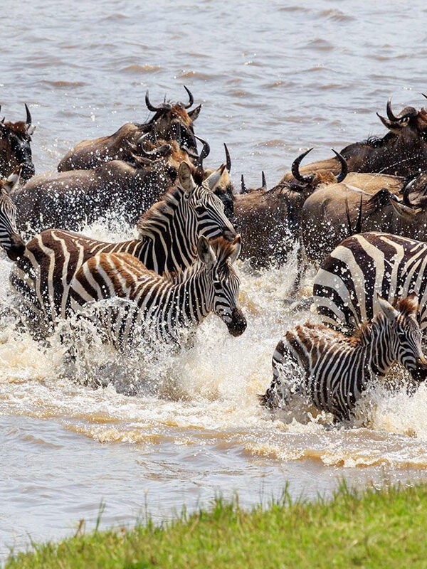 Zebra Migration vs Wildebeest3 1 600x800
