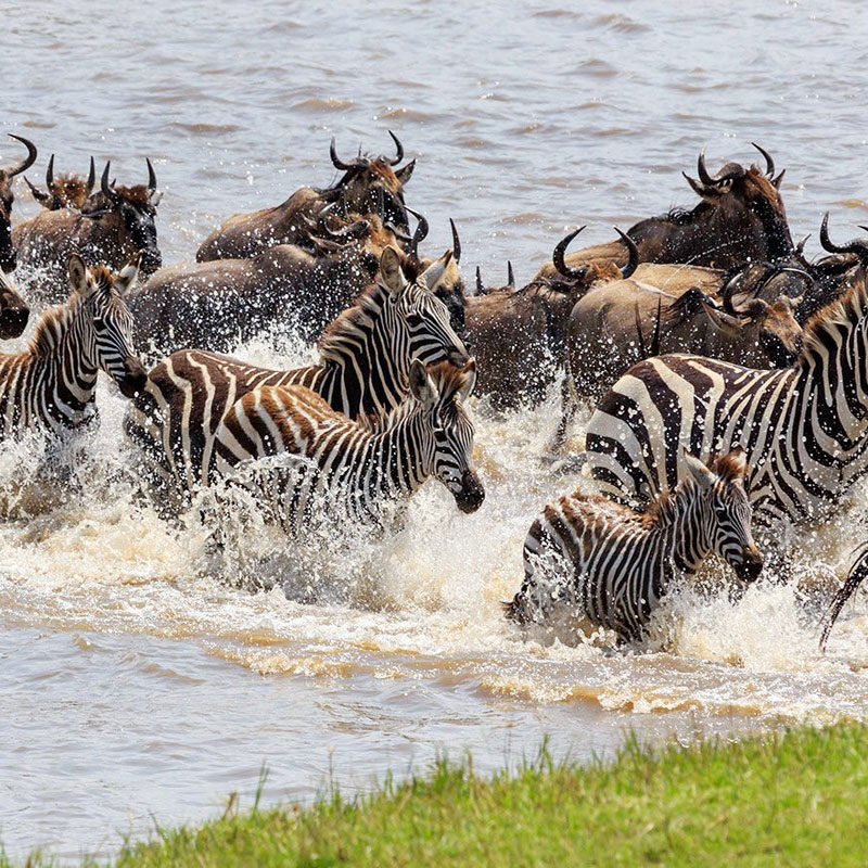 Zebra Migration vs Wildebeest3 Zebra Migration vs Wildebeest3