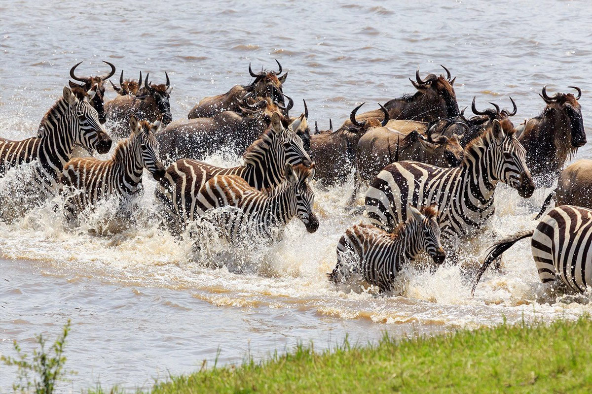 Zebra Migration vs Wildebeest3 1