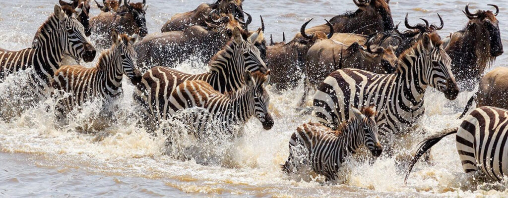 Zebra Migration vs Wildebeest3