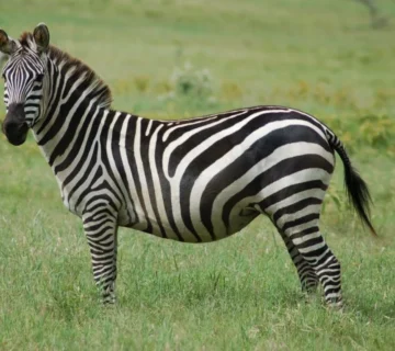 Zebra Stripes1 1 360x320