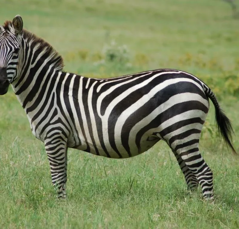 Zebra Stripes1