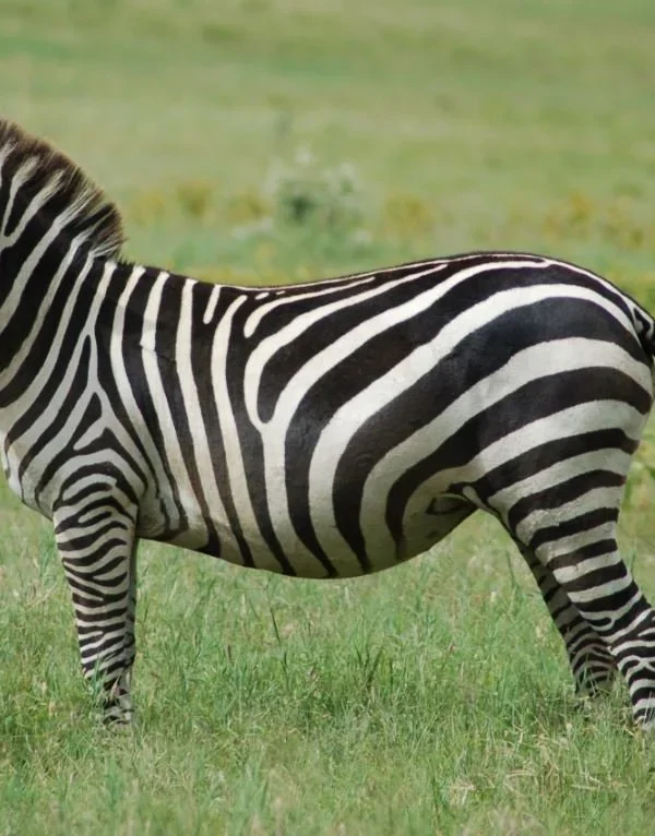 Zebra Stripes1 600x766