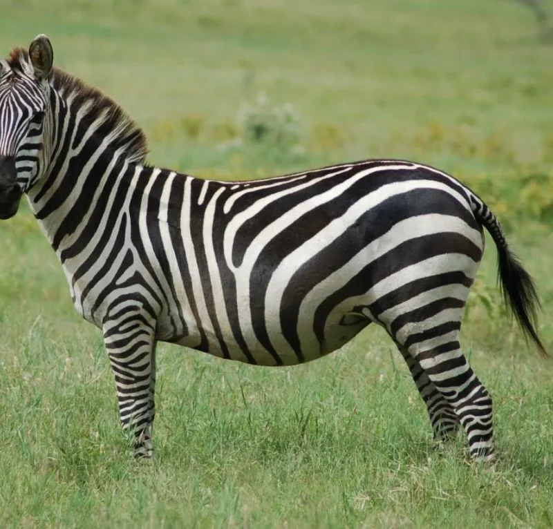 Zebra Stripes1