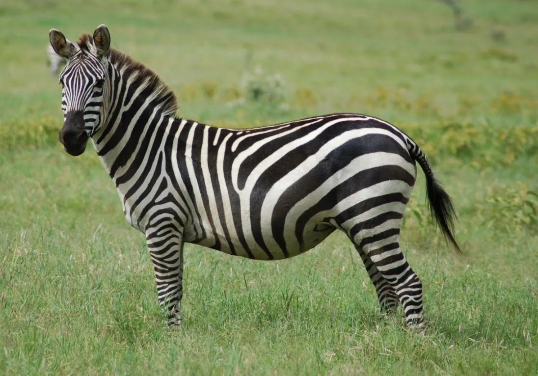 Zebra Stripes1