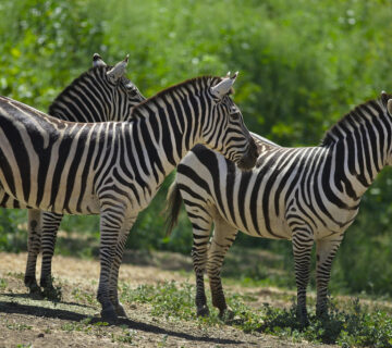 Zebras1 360x320
