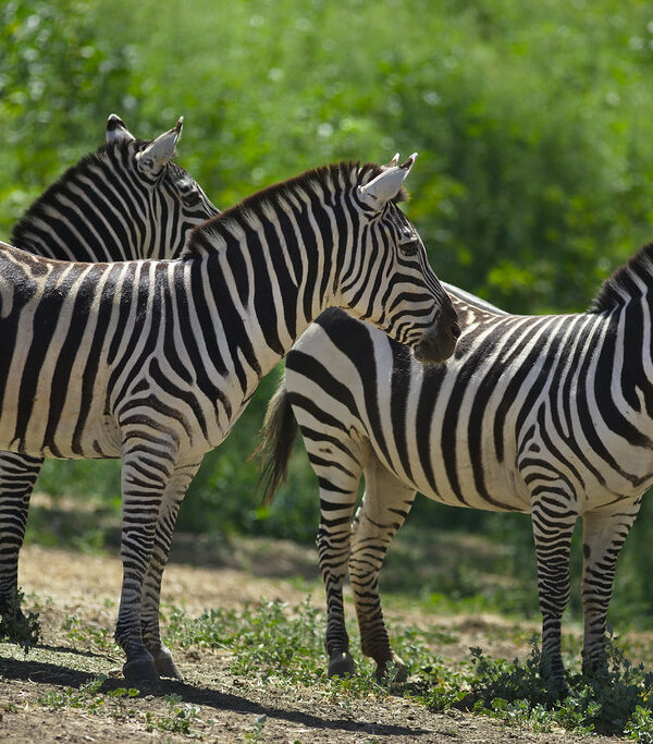 Zebras1 600x683