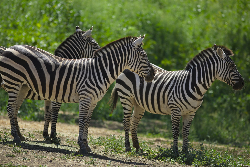 Zebras1