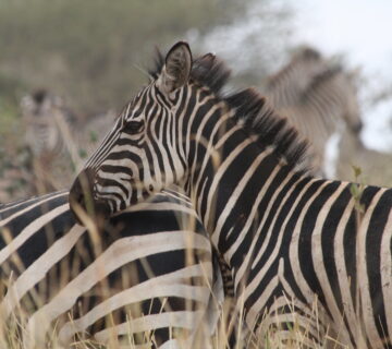 Zebras3 360x320