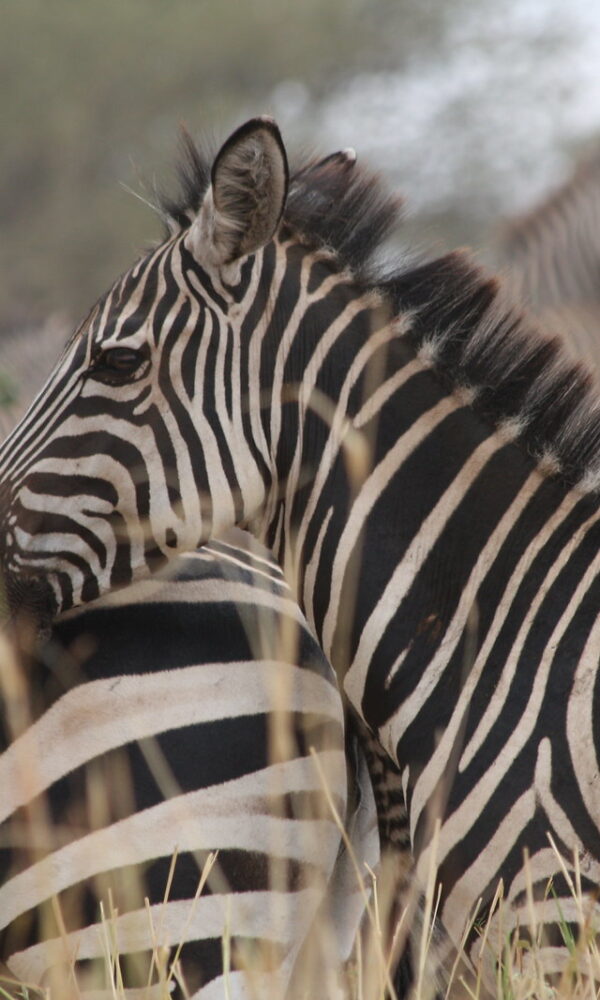 Zebras3 600x1000