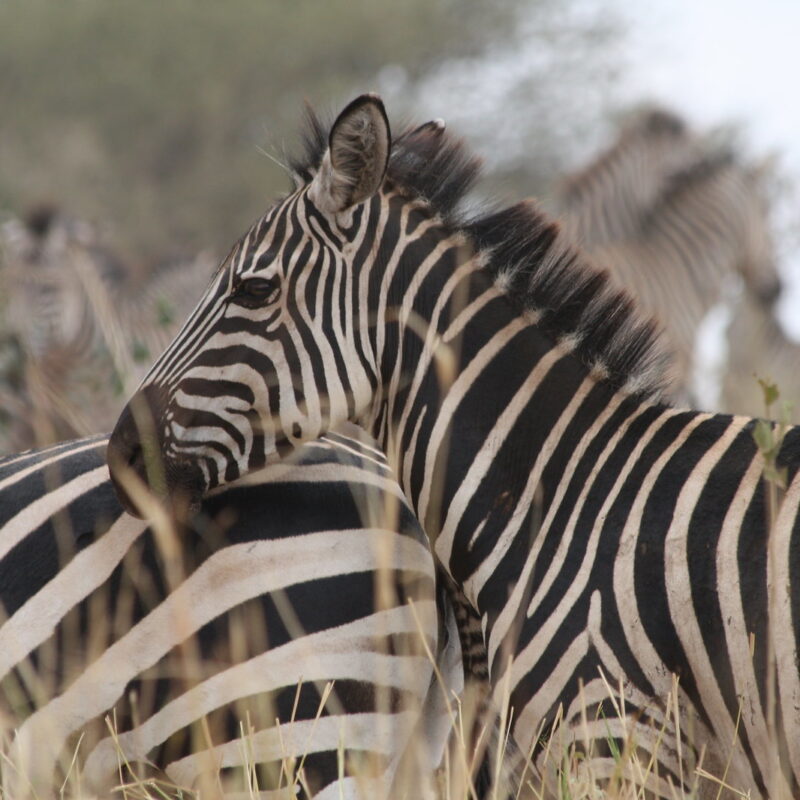 Zebras3