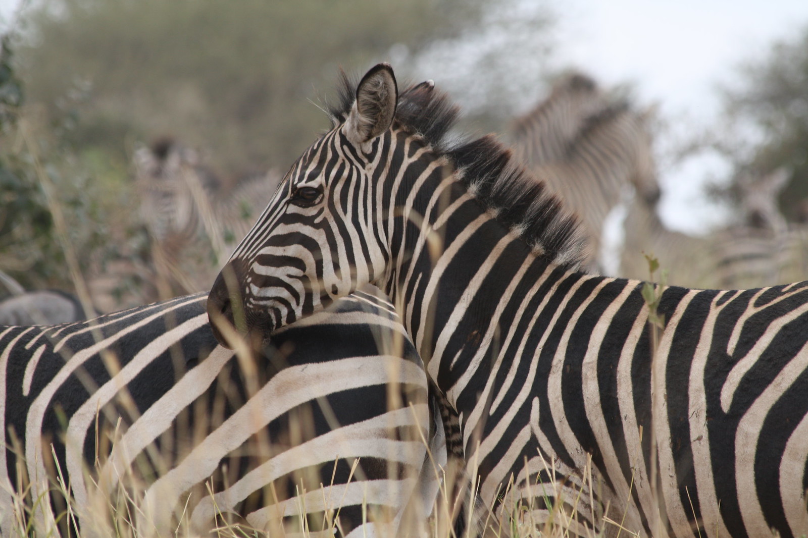 Zebras3