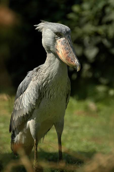 Shoebill bird standing in Uganda wetlands with its giant shoe-shaped bill.