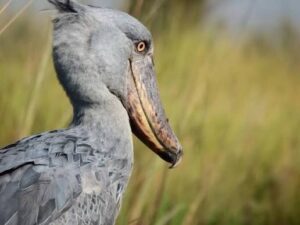 Shoebill standing quietly among papyrus reeds inside Uganda's peaceful freshwater wetland habitat today.