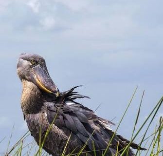 A shoebill 335x320