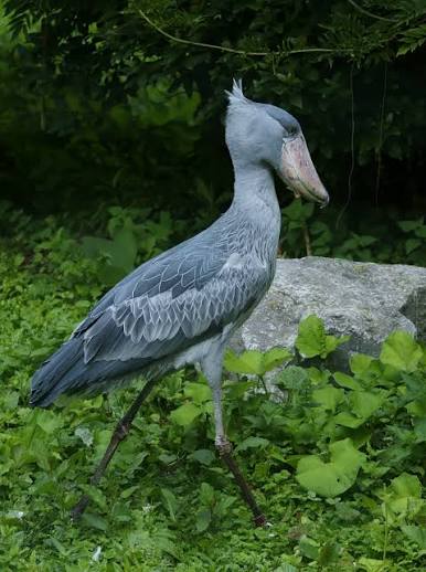 Ancient shoebill standing motionless among papyrus wetlands beneath bright African morning skies.