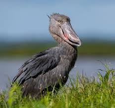 The Wetlands of Uganda: A Shoebill Treasure Map