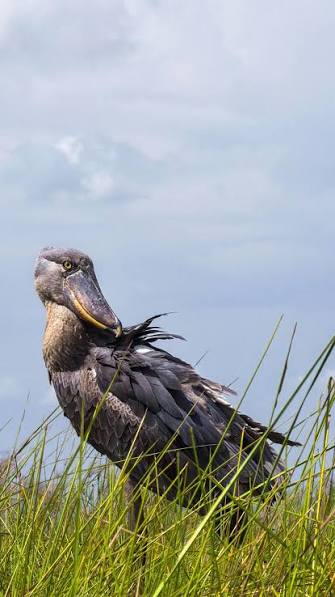 A shoebill