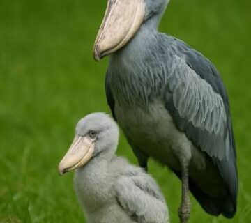 The Stork With a Shoe for a Face