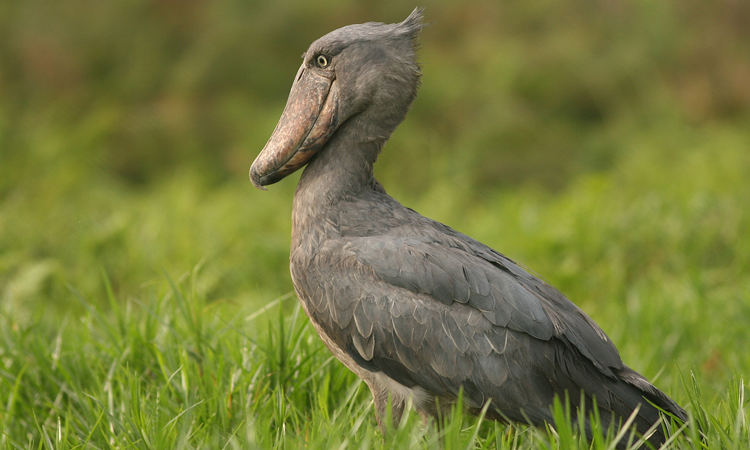 Shoebill standing peacefully in Uganda wetland during early morning birdwatching safari adventure.