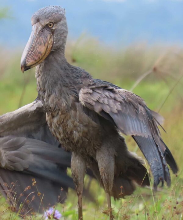 Canoe, Camera, Shoebill: A Mabamba Morning
