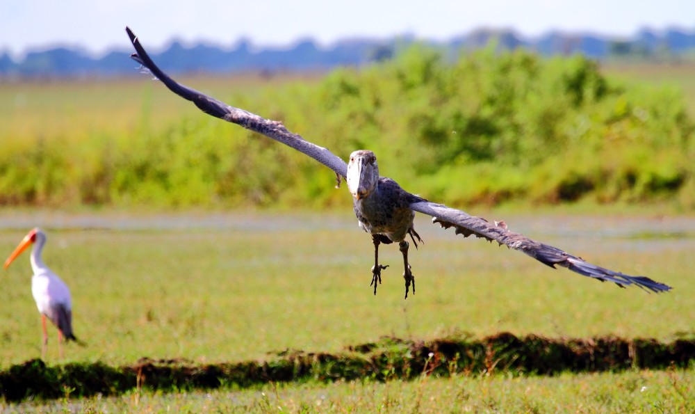 Local conservation volunteers protecting shoebill habitat within Uganda's thriving freshwater wetlands together.