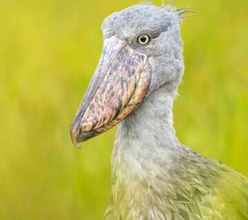 First Shoebill Sighting: A Birders Bucket List Moment