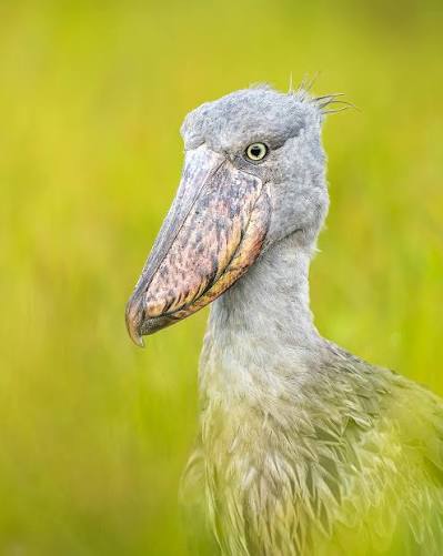 First Shoebill Sighting: A Birders Bucket List Moment