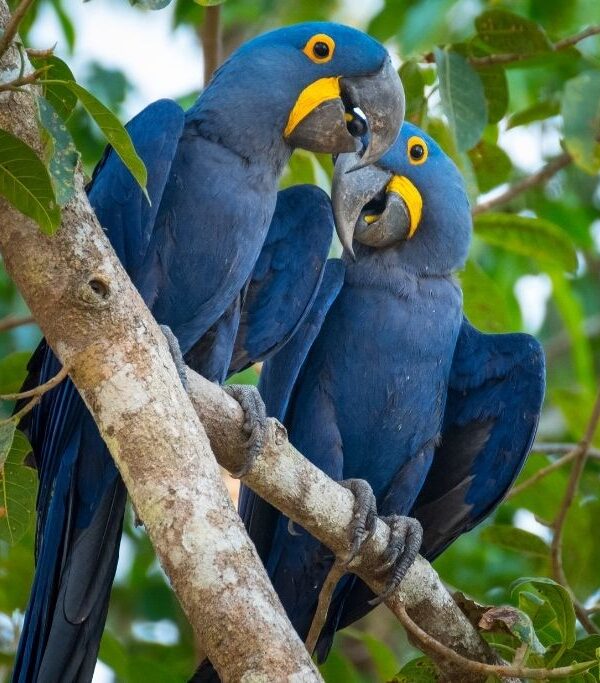The Economics of an Endangered Bird