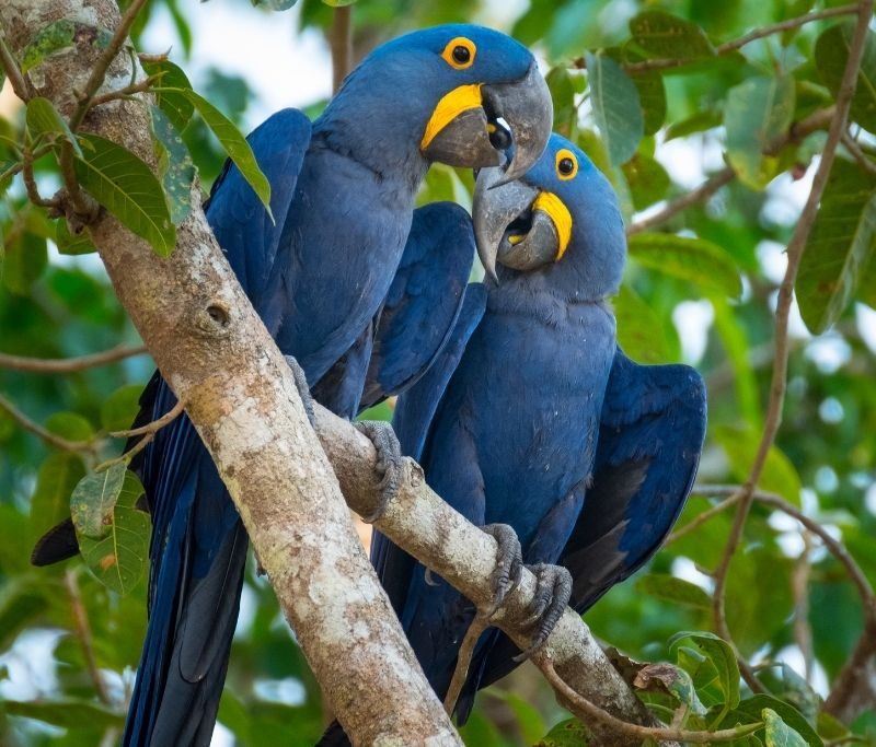 economics-of-an-endagered-bird The Economics of an Endangered Bird