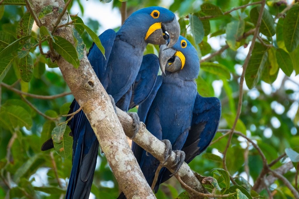 The Economics of an Endangered Bird