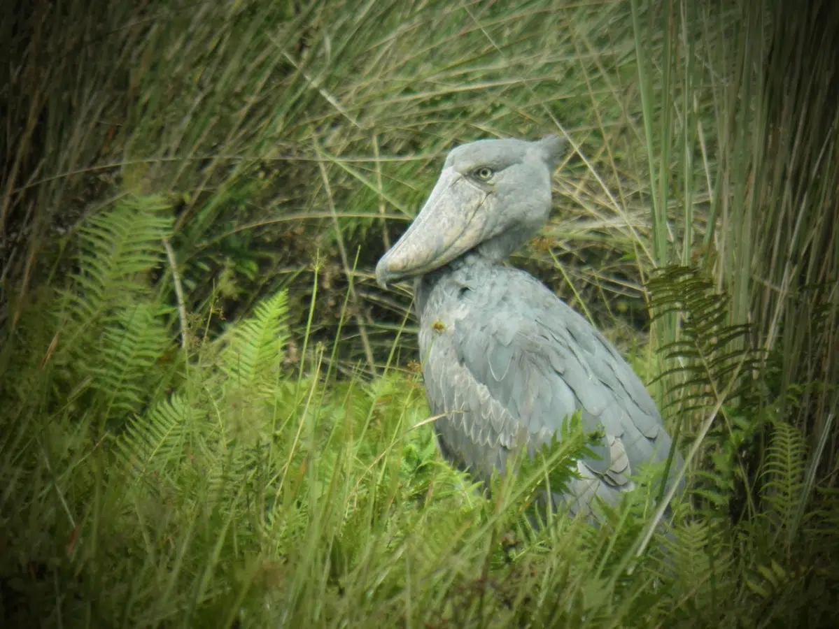 Shoebill standing quietly in lush wetland attracting birdwatchers and supporting local conservation efforts.