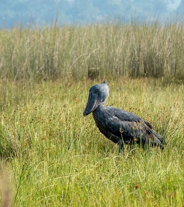 Mabamba versus Murchison: Which Swamp Wins for Shoebills?