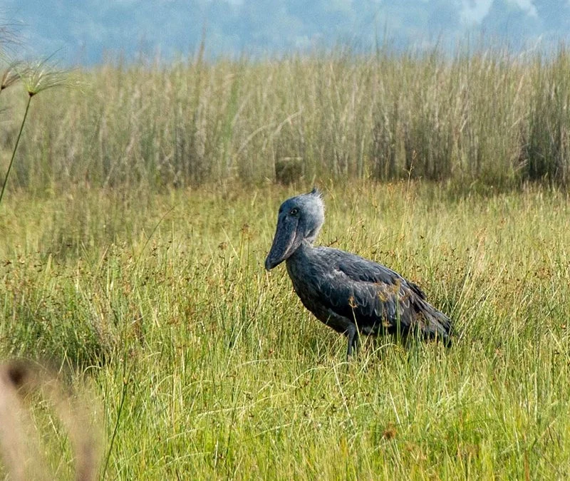 Mabamba versus Murchison: Which Swamp Wins for Shoebills?