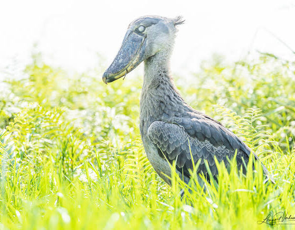Why Every Birder's Uganda List Starts With the Shoebill