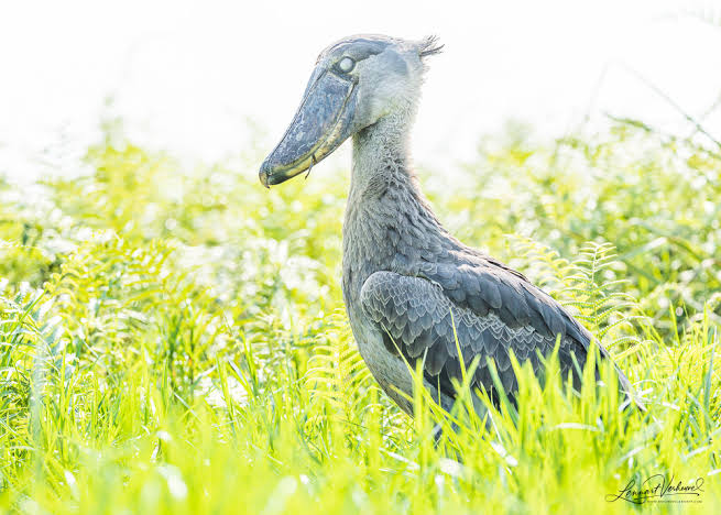 Why Every Birder's Uganda List Starts With the Shoebill